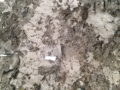 Imported monte cristo granite polished slabs