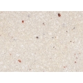 GREYISH WHITE  mix color quartz slab