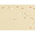 SHELL WHITE  mix color quartz slab